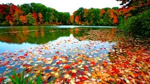 fall leave on lake